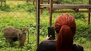 African amateurs engage in rough anal sex in public park