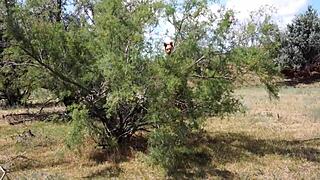 Shy Aboriginal Milf Dances Outdoors In Cosplay Costumes