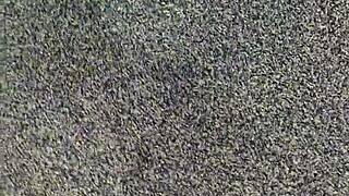 i see my wife lose beer pong bet and strip to suck dick