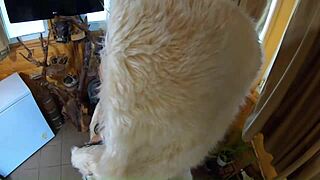 milfycalla in lingerie does ball licking and squirting with dirty talk in fur coats