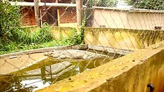 my desi wife does best anal sex in homemade quickie