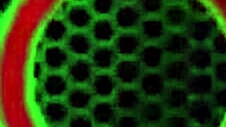 Cheating wife charlee chase licks stranger's big clit and assfucks him in lingerie