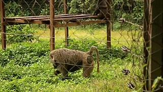 Tourist fucks blonde milf in public park during african cup of nations in yaoundé with rough pov action