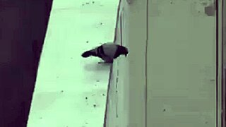 Mexicana gorda se coje a jovenes virgenes por un mal entendido em cena com clothes ripped e mexican style no tucamomos v.