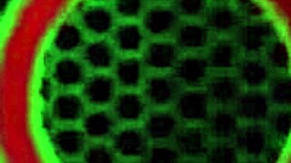 lesbian pawg sunny lane masturbates vicky vette's wet pussy lips?